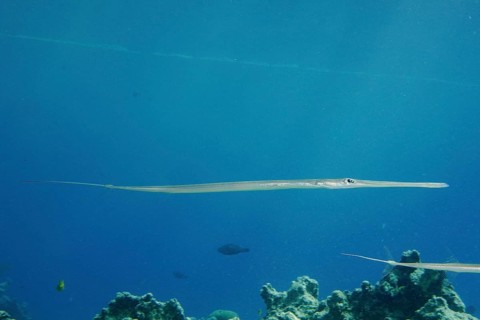 Bluespotted cornetfish