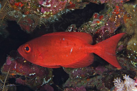 Common bigeye