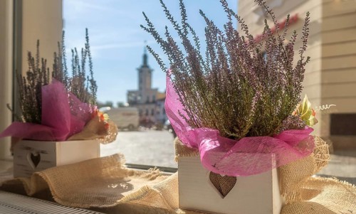 View through the cafe window of the town square with the town hall in the background. Heathers in white pots on the windowsill in the foreground. Romantic concept for St Valentine. Pleasant