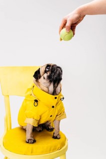 Little attentive dog clothing sitting chair