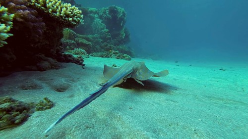 Blue spotted Stingray or Bluespotted Ribbontail Ray