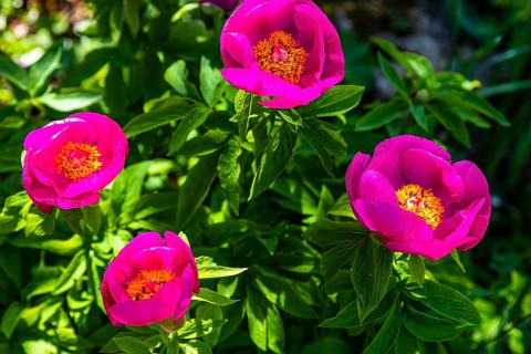 Single flowering peony