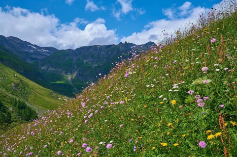 Alpine Meadow