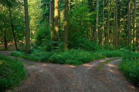 Fork in the road