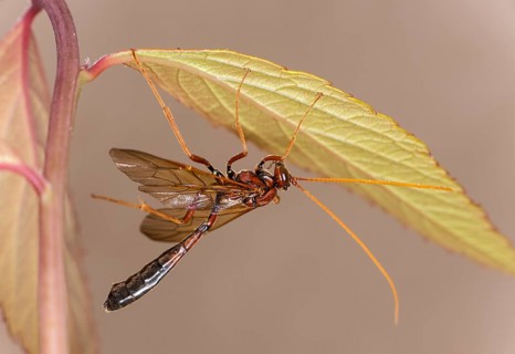 Ichneumon wasp
