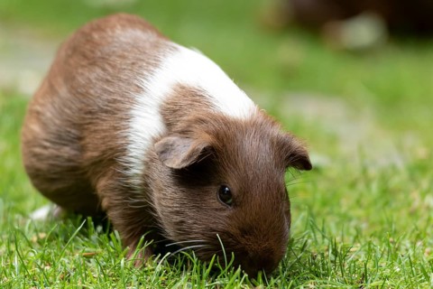 Domestic guinea pig