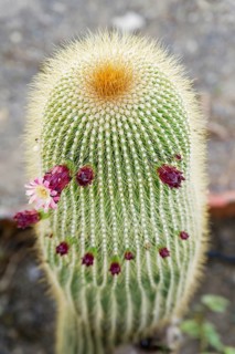 Close-up of a Neobuxbaumia Polylopha cactus with colorful flowers