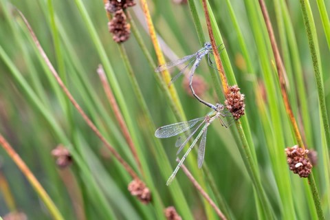 Emerald damselfly