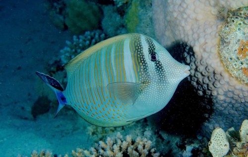 Desjardin's sailfin tang