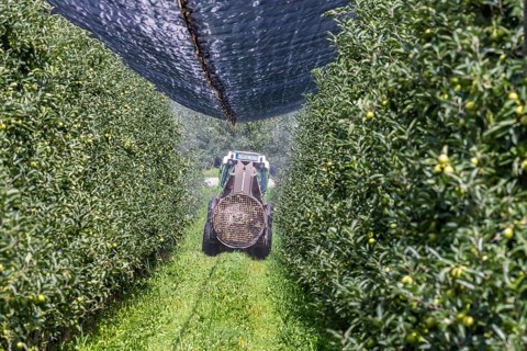 Apple orchard at Lake Constance