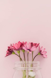 Pink daisies inside glass jar