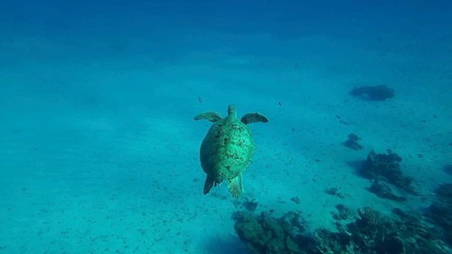 Top view of Great Green Sea Turtle