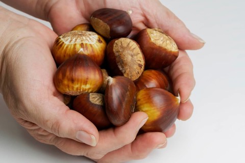 Woman holding in her hands wild chestnuts collected in the field on a white background