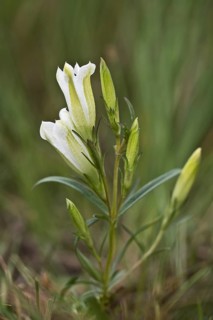 Marsh gentian