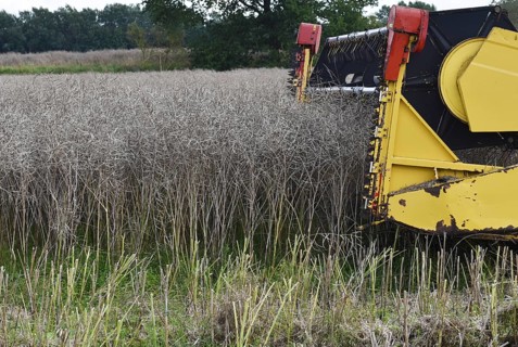 Combine harvester during rape