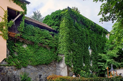 Old town wall and house overgrown by wild vine