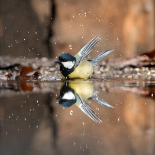 Great tit