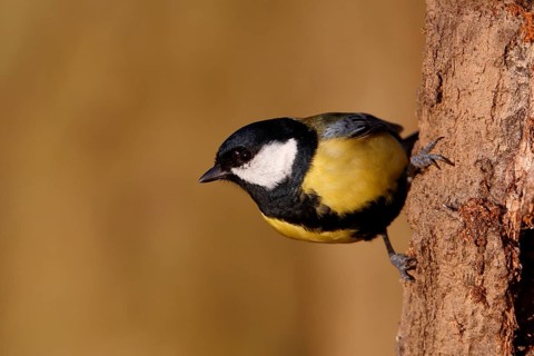 Great tit