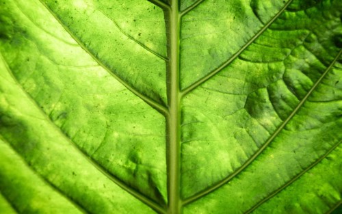 Beautiful green leaf macro graphy