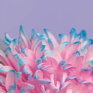 Close up pretty pink blue flower