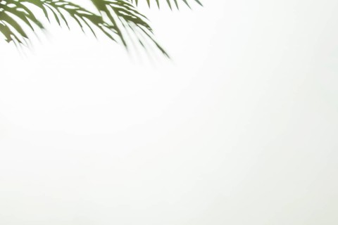 Green leaves corner white background
