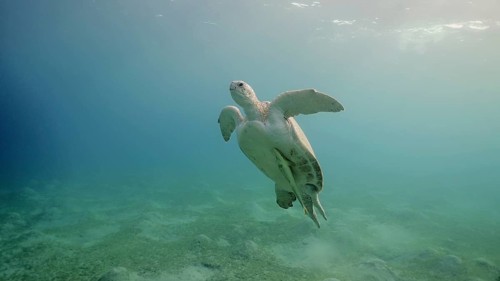 Great Green Sea Turtle