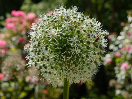 White ornamental leek