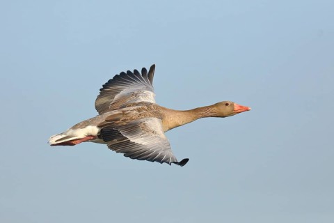 Greylag goose