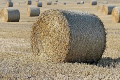 Grain field