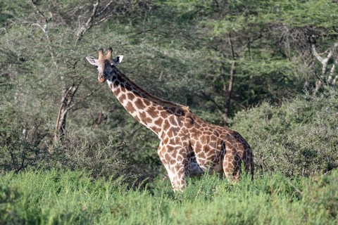 Masai giraffe