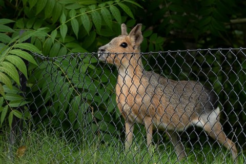 Patagonian mara