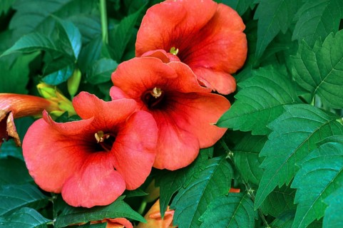 Trumpet creepers
