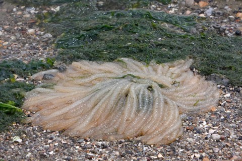 Washed-up spawning ball of the compass jellyfish
