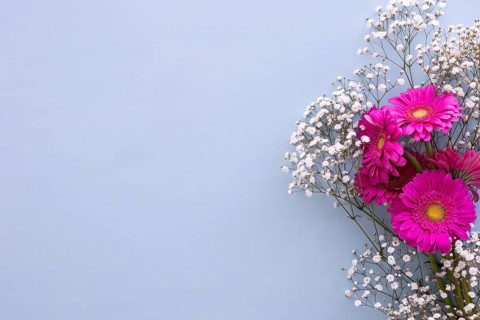 Baby s breath flowers pink gerbera flowers blue background