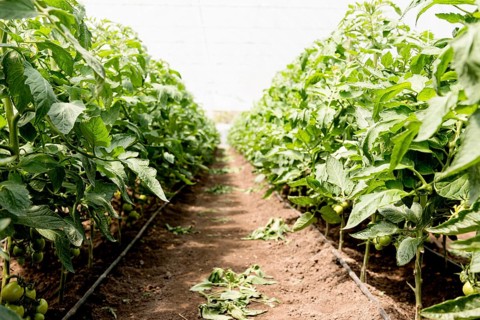 Cherry tomatoes greenhouse long view