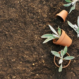 Flowerpots with plants ground