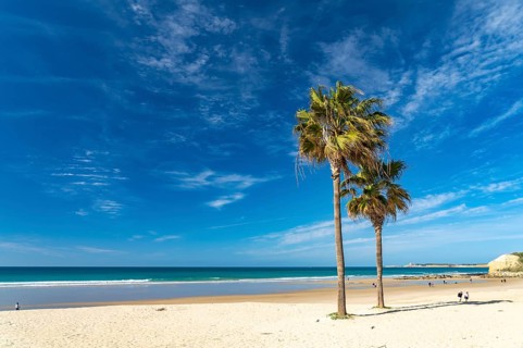Palm trees on the beach of Conil de la Frontera