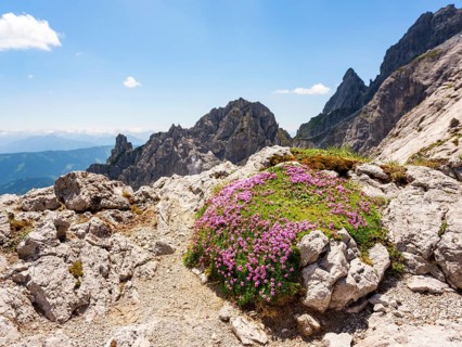 Moss campion