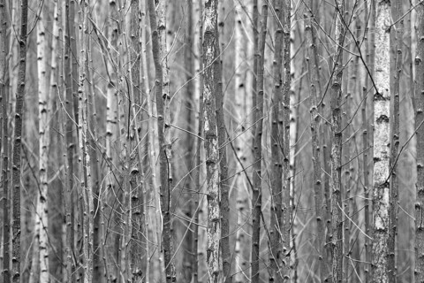 Deciduous forest