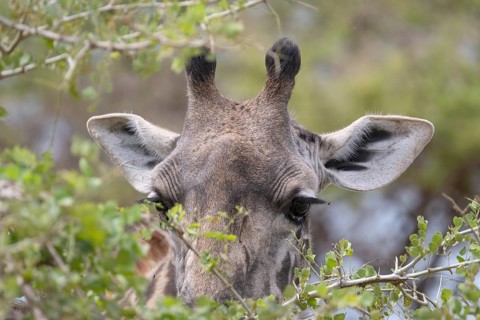 Masai giraffe