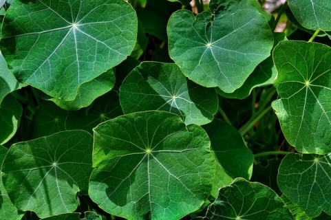 Leaves of the nasturtium