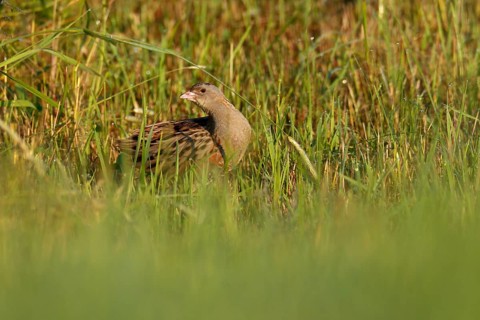 Corn crake