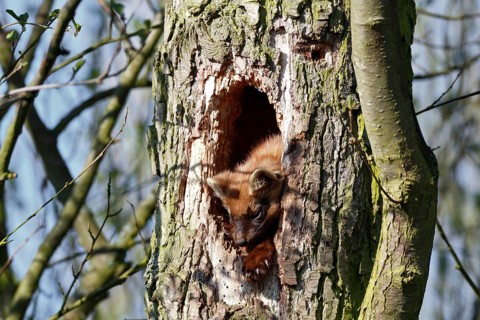 Pine marten