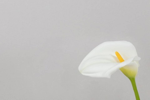 Copy space blooming flower
