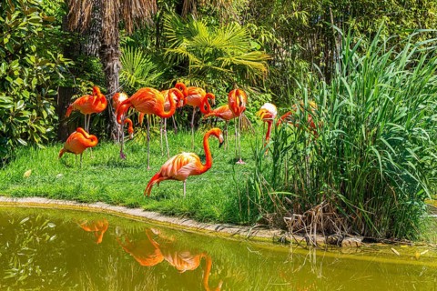 American flamingos