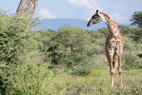Masai giraffe