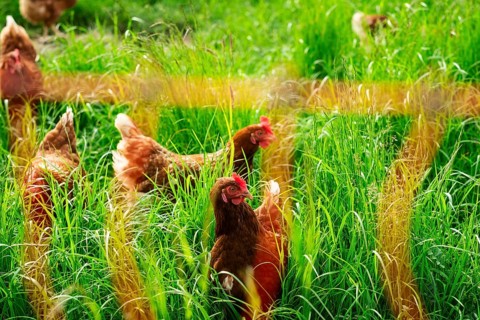 Free-range chickens in a meadow in Langenfeld