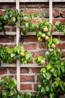 Trellis fruit on a brick wall