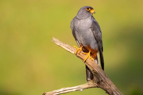 Red-footed Falcon