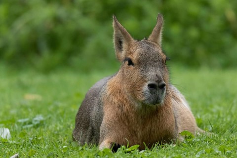 Patagonian mara